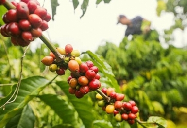 Giá cà phê hôm nay 2/8: Tăng trở lại