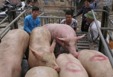 Giá heo hơi hôm nay 2/8: Giảm cao nhất 2.000 đồng/kg