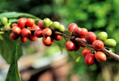 Giá cà phê hôm nay 3/8: Thị trường trong nước tăng nhẹ
