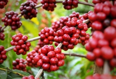 Giá cà phê hôm nay 5/8: Quay đầu giảm