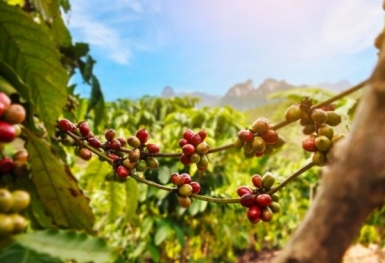 Giá cà phê hôm nay 7/8: Arabica và Robusta đều giảm nhẹ