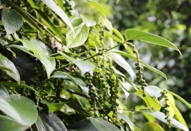 Giá tiêu hôm nay 7/8: Thị trường trong nước chững lại