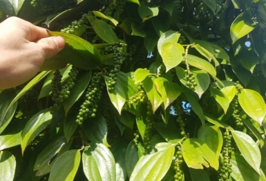 Giá tiêu hôm nay 8/8: Biến động trái chiều