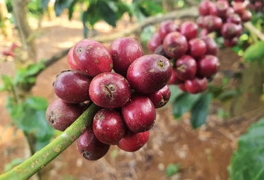 Giá cà phê hôm nay 9/8: Thị trường trong nước đảo chiều tăng mạnh