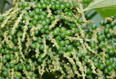 Giá tiêu hôm nay 9/8: Không có biến động