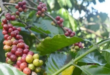 Giá cà phê hôm nay 10/8: Không có biến động