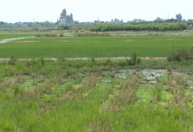 Không sử dụng, bỏ hoang đất có thể bị phạt tiền và mất quyền sử dụng