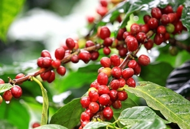 Giá cà phê hôm nay 13/8: Đồng loạt giảm