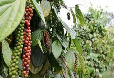 Giá tiêu hôm nay 13/8: Tiếp tục chuỗi ngày đi ngang