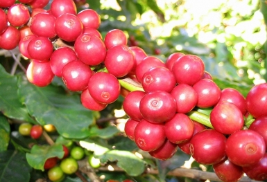 Giá cà phê hôm nay 14/8: Cao nhất ở mức 67.500 đồng/kg