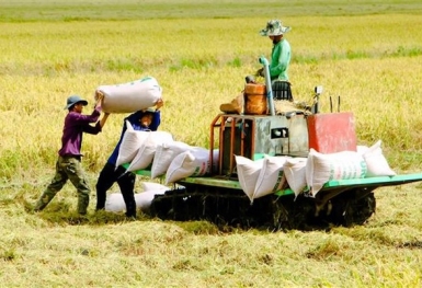 Ngăn chặn việc đầu cơ, định giá bất hợp lý mặt hàng gạo