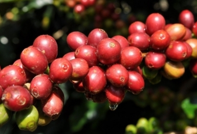 Giá cà phê hôm nay 15/8: Robusta và Arabica ngược chiều nhau