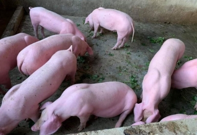 Giá heo hơi hôm nay 15/8: Giảm cao nhất 2.000 đồng