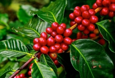 Giá cà phê hôm nay 16/8: Thị trường trong nước giảm mạnh