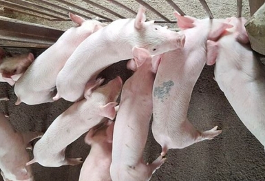 Giá heo hơi hôm nay 16/8: Giảm tại nhiều địa phương