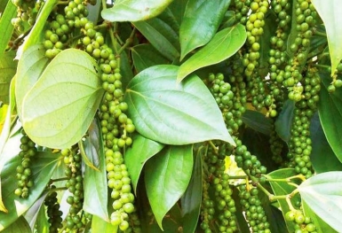 Giá tiêu hôm nay 16/8: Điều chỉnh giảm tại Đông Nam Bộ