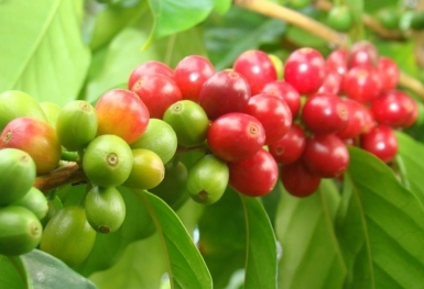 Giá cà phê hôm nay 17/8: Giảm nhẹ
