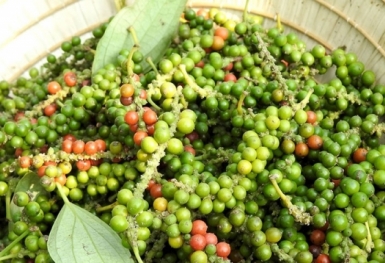 Giá tiêu hôm nay 17/8: Thị trường trầm lắng
