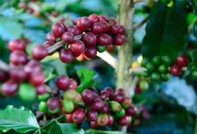 Giá cà phê hôm nay 19/8: Tăng nhẹ