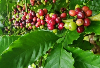 Giá cà phê hôm nay 22/8: Thị trường trong nước đi ngang