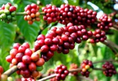 Giá cà phê hôm nay 23/8: Điều chỉnh tăng nhẹ