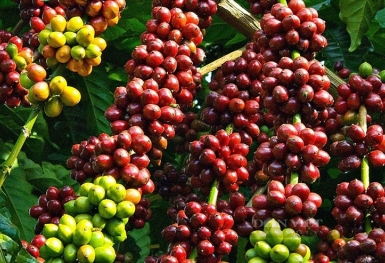 Giá cà phê hôm nay 24/8: Tiếp đà tăng nhẹ