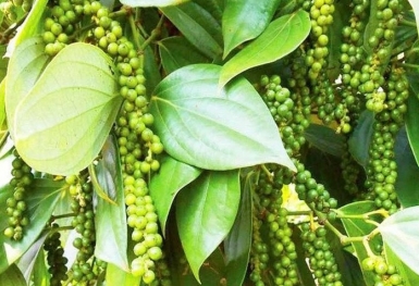 Giá tiêu hôm nay 24/8: Tiếp tục chuỗi ngày đi ngang