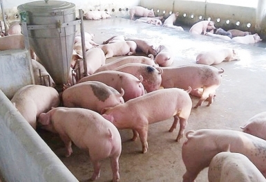 Giá heo hơi hôm nay 25/8: Điều chỉnh giảm ở cả 3 miền