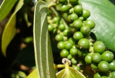 Giá tiêu hôm nay 25/8: Tăng 500 đồng tại Đông Nam Bộ