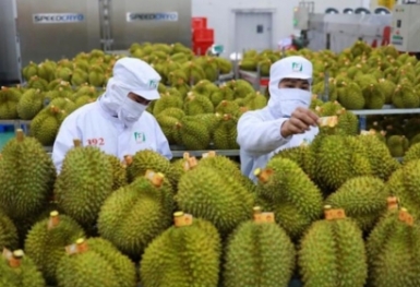 Nông sản xuất khẩu gia tăng vi phạm an toàn thực phẩm