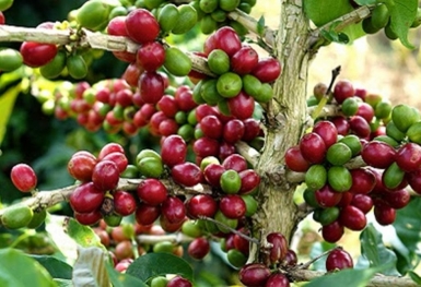 Giá cà phê hôm nay 26/8: Robusta và Arabica tăng phiên thứ tư