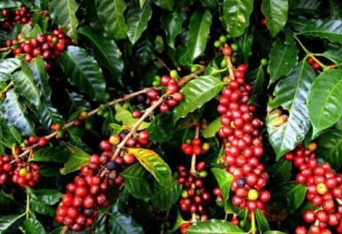 Giá cà phê hôm nay 27/8: Arabica và Robusta kéo dài chuỗi tăng