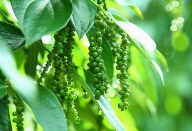 Giá tiêu hôm nay 27/8: Cao nhất 72.000 đồng/kg