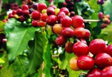 Giá cà phê hôm nay 28/8: Arabica và Robusta đi trái chiều