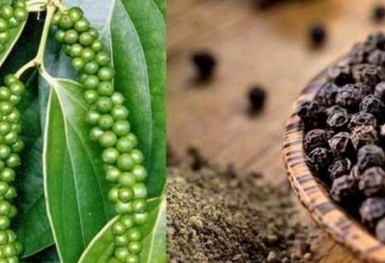 Giá tiêu hôm nay 28/8: Tăng nhẹ ở Đông Nam Bộ