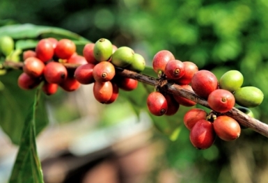 Giá cà phê hôm nay 29/8: Duy trì ổn định