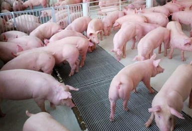 Giá heo hơi hôm nay 29/8: Đồng loạt giảm