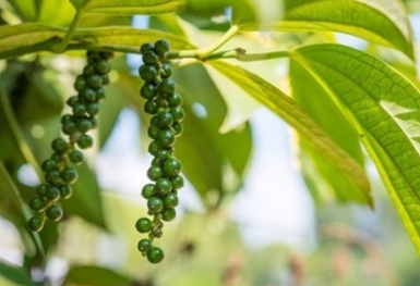 Giá tiêu hôm nay 29/8: Xu hướng đi ngang