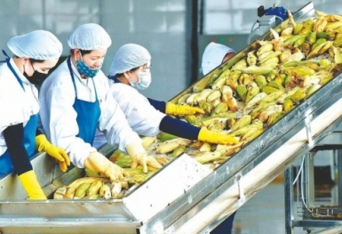 Nông sản xuất khẩu đứng trước nhiều thách thức