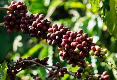 Giá cà phê hôm nay 1/9: Robusta và Arabica đều giảm nhẹ