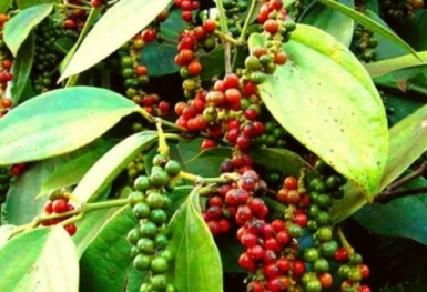 Giá tiêu hôm nay 1/9: Cao nhất 72.500 đồng/kg