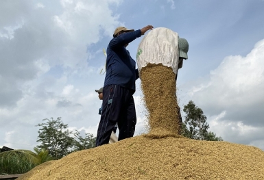 Thị trường lúa gạo rộng đường “tăng tốc”
