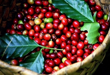 Giá cà phê hôm nay 2/9: Robusta và Arabica duy trì sắc đỏ