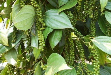 Giá tiêu hôm nay 2/9: Xu hướng đi ngang