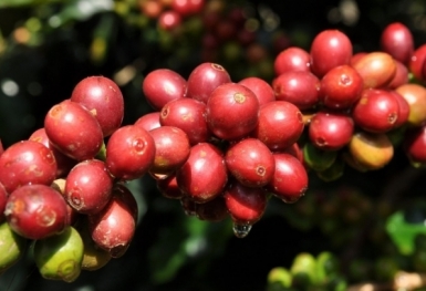 Giá cà phê hôm nay 5/9: Thị trường trong nước ổn định