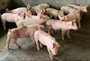 Giá heo hơi hôm nay 5/9: Điều chỉnh trái chiều ở phía Nam