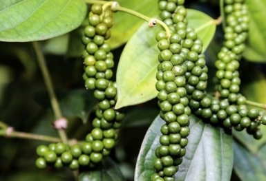 Giá tiêu hôm nay 5/9: Đồng loạt tăng 500 đồng/kg