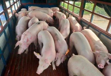 Giá heo hơi hôm nay 6/9: Đảo chiều tăng rải rác