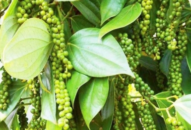 Giá tiêu hôm nay 7/9: Trong nước tiếp đà tăng
