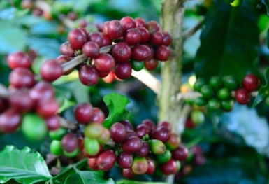 Giá cà phê hôm nay 8/9: Trong nước tăng nhẹ trở lại